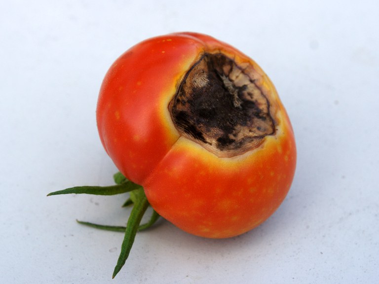 A lack of calcium in fruits will cause their bottoms to rot. (Photo courtesy of Mark, https://www.flickr.com/photos/eggrole/6011378943)