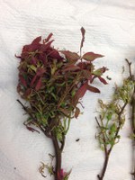 On the left is a witches' broom and reddening of the leaves on the branch. The branch to the right shows deformed leaves. (NDSU photo)