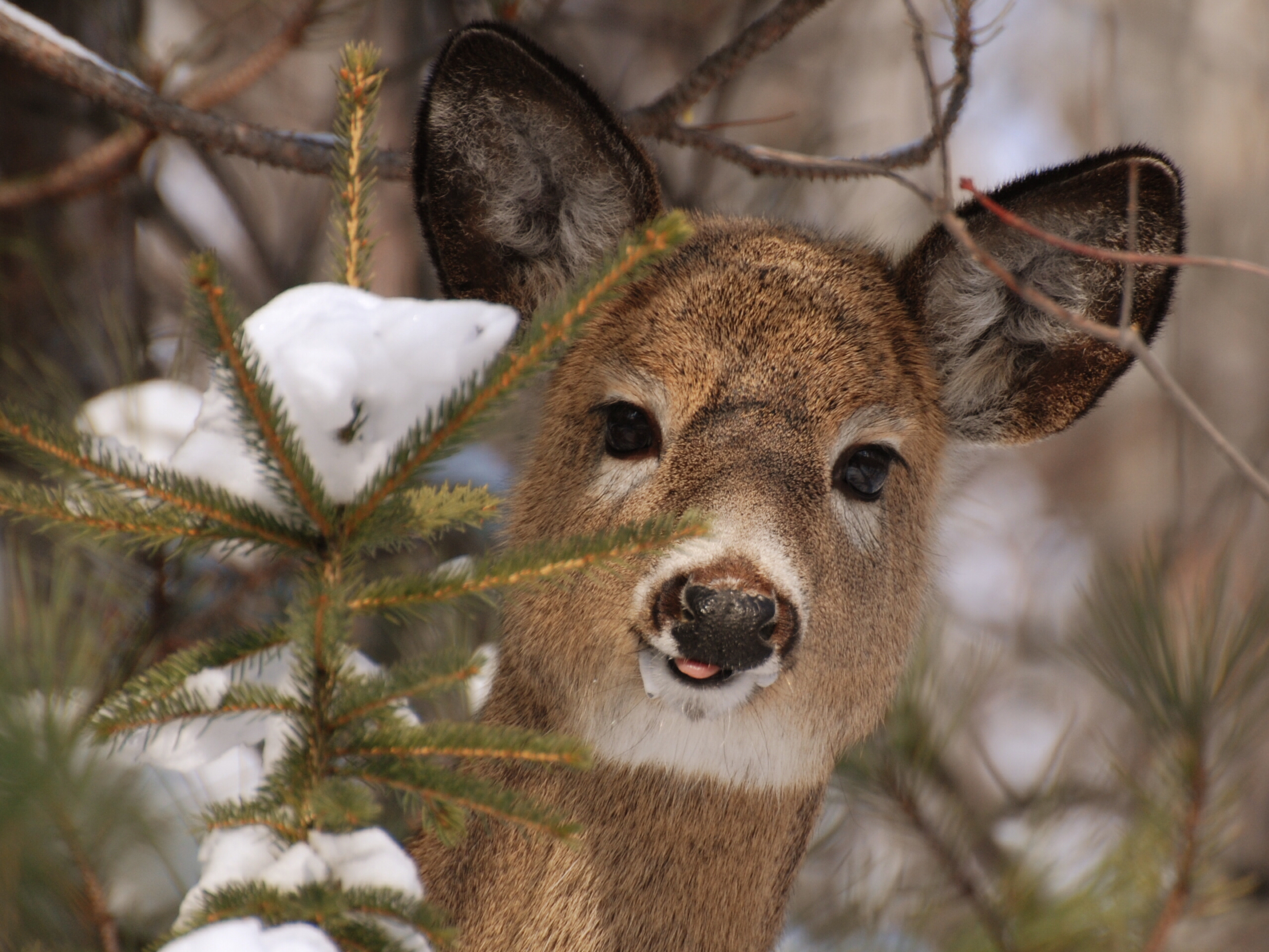 No repellent will stop a starving deer, but research shows that repellents that generate a sulfurous odor are most effective. (Flickr photo by Jon, CC BY 2.0)