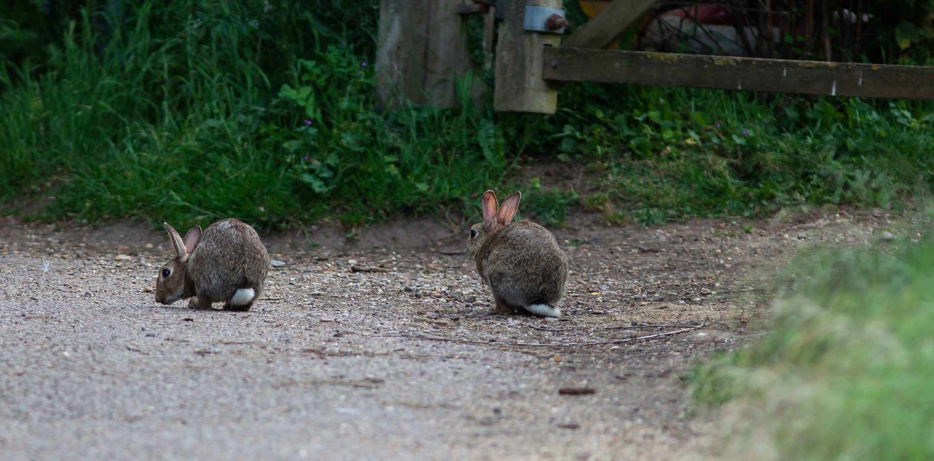 Rabbits can be damaging in a vegetable garden. (Photo courtesy of Pixabay)