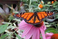 The U.S. Fish and Wildlife Service is proposing to list the monarch butterfly as threatened under the Endangered Species Act. (NDSU photo)