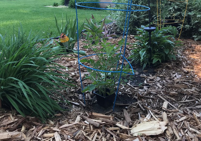 Pruning tomatoes doesn’t take that much time and is pretty easy to do. (NDSU photo)