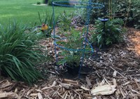 Pruning tomatoes doesn’t take that much time and is pretty easy to do. (NDSU photo)