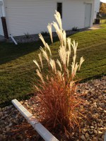 Tall ornamental grasses should not be trimmed in the fall, as the attractive seedheads provide winter interest in the garden. (NDSU photo)