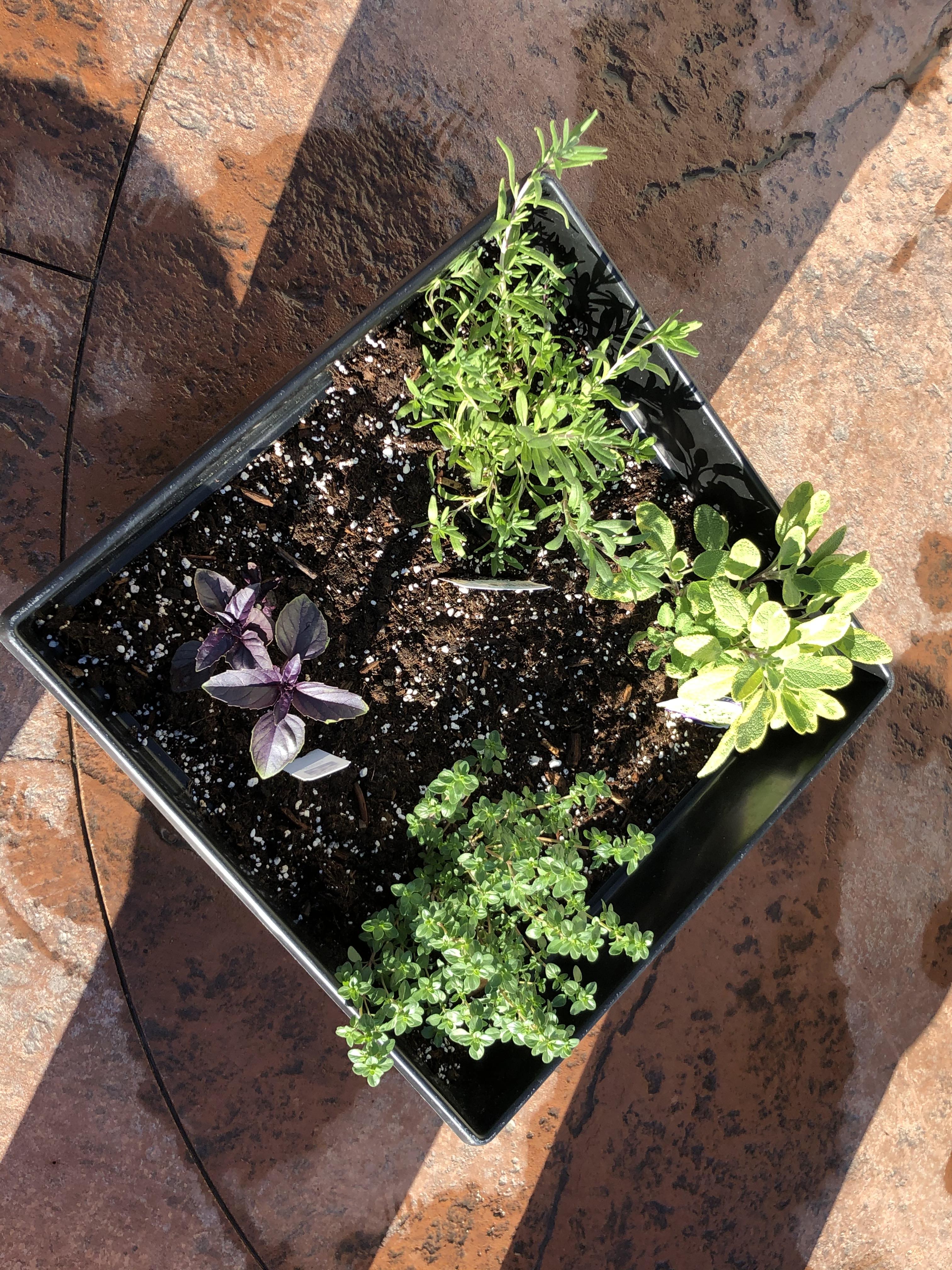 A newly planted pot of herbs contains ‘Red Rubin’ basil, lavender, golden sage and lemon thyme. (NDSU photo)