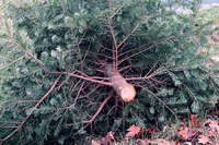 There are many ways to repurpose your real Christmas tree versus taking it to the landfill. (NDSU photo)