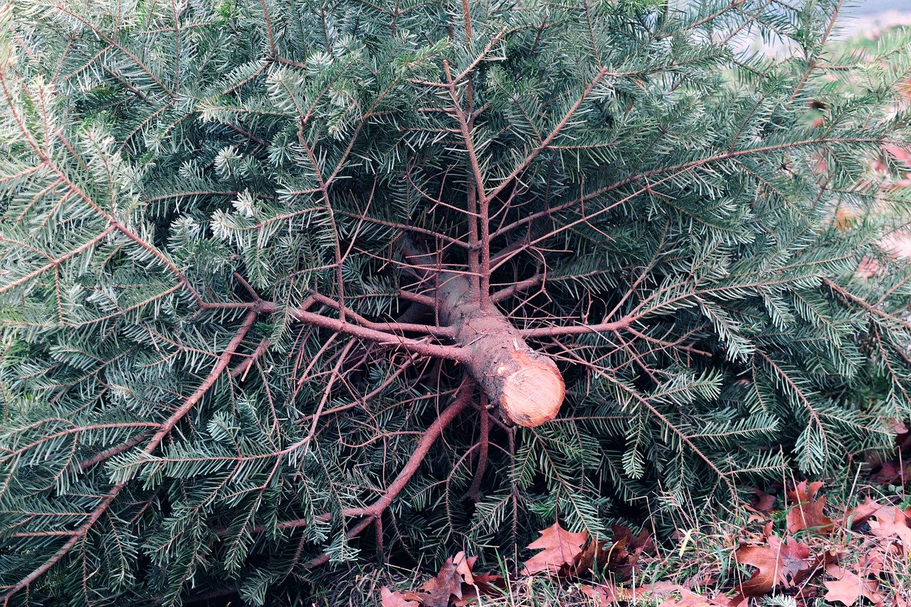 There are many ways to repurpose your real Christmas tree versus taking it to the landfill. (NDSU photo)