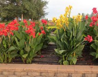 To preserve plants for next year and to save money, consider lifting and overwintering your expensive tender bulbs. (NDSU photo)