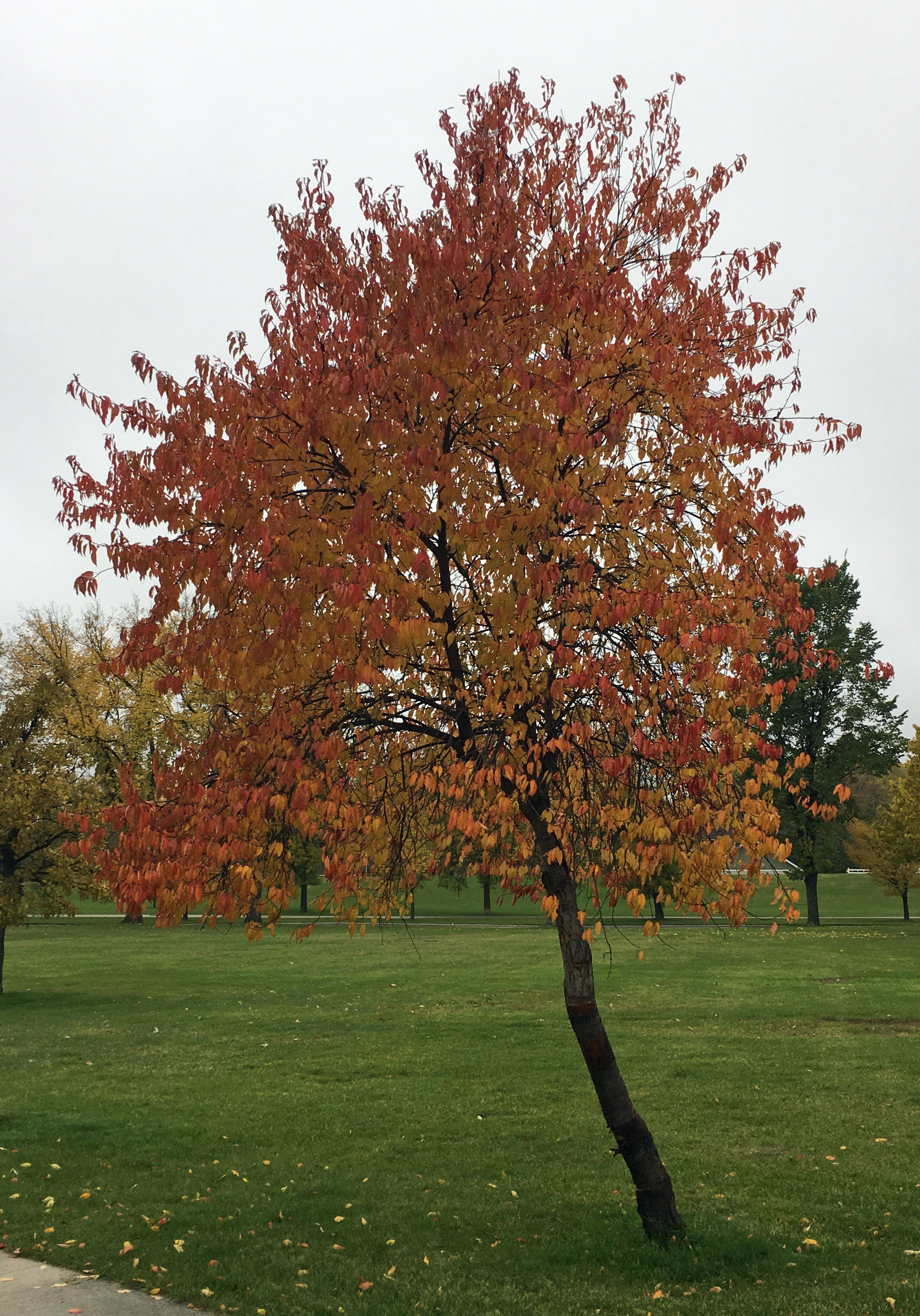 Pin cherry, a tree native to the Turtle Mountain area, turns red and orange in the fall. (NDSU photo)