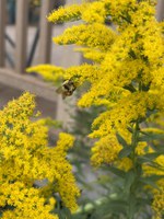 Showy Goldenrod is easy to grow and works well in pollinator gardens, prairie plantings, and naturalized and traditional landscapes. (NDSU photo)