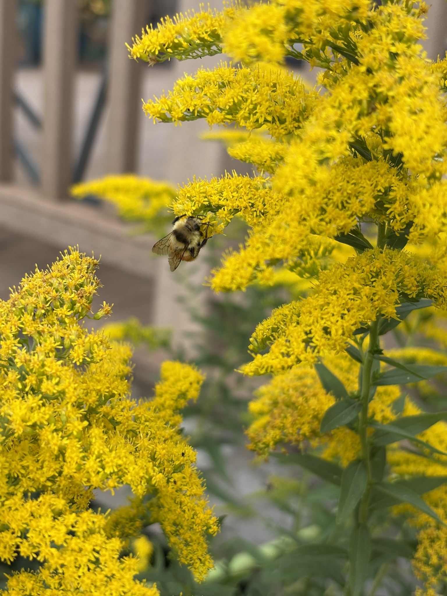 Showy Goldenrod is easy to grow and works well in pollinator gardens, prairie plantings, and naturalized and traditional landscapes. (NDSU photo)
