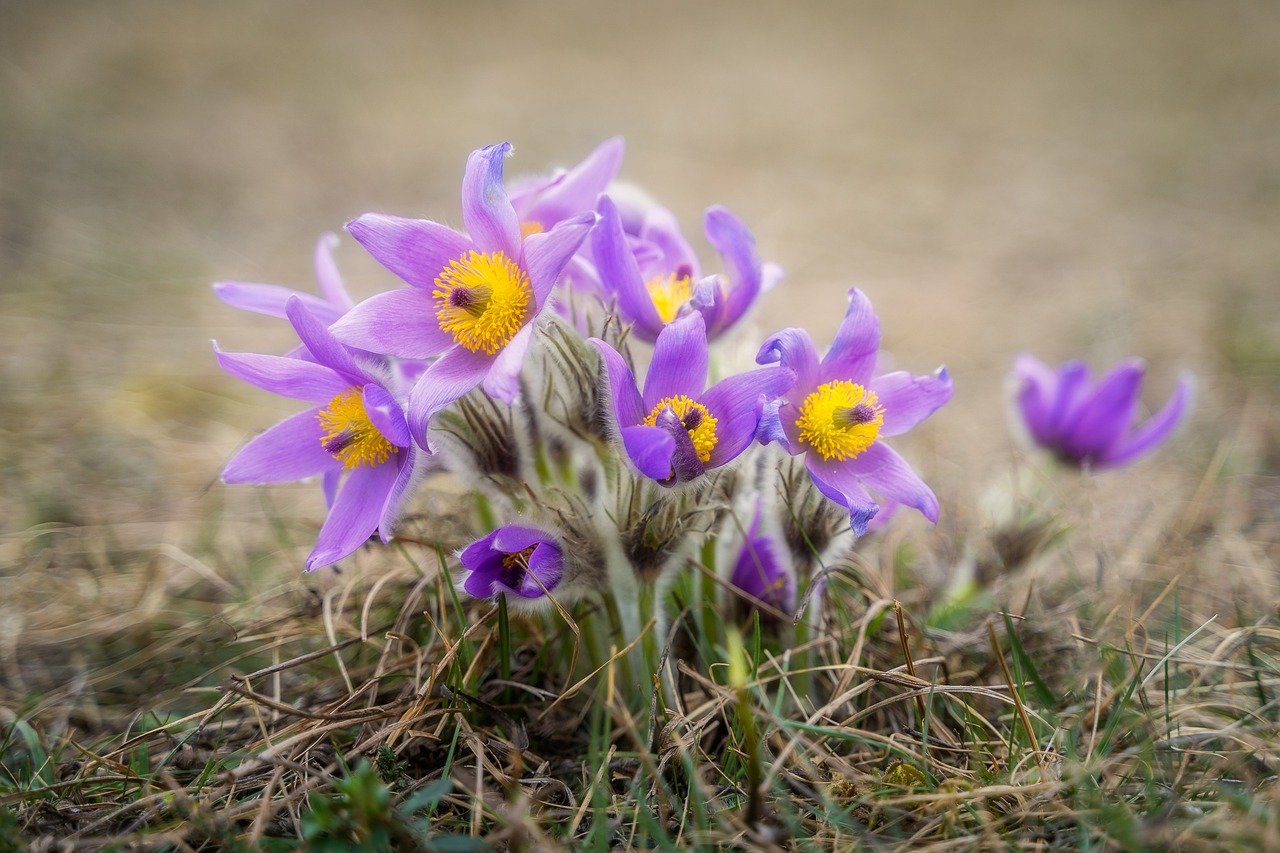 Birds returning and singing, trees starting to bud, the smell of the soil, bulbs emerging and crocus blooming are common signs of spring in North Dakota. (Pixabay photo)