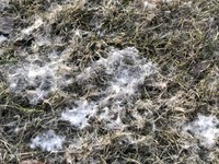 Tall grass is more likely to be matted down and infected by snow mold. Therefore, the final mowing in fall should be at the height of two inches to prevent snow mold. (NDSU photo)