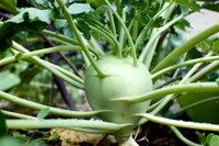 Kohlrabi is an odd-looking but tasty vegetable. (Photo courtesy of Clint Gardner, https://www.flickr.com/photos/signifying/4847268280)