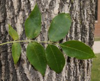 Emerald ash borer (EAB) is an insect from Asia that attacks and kills ash trees, such as our native green ash and black ash. (NDSU photo)