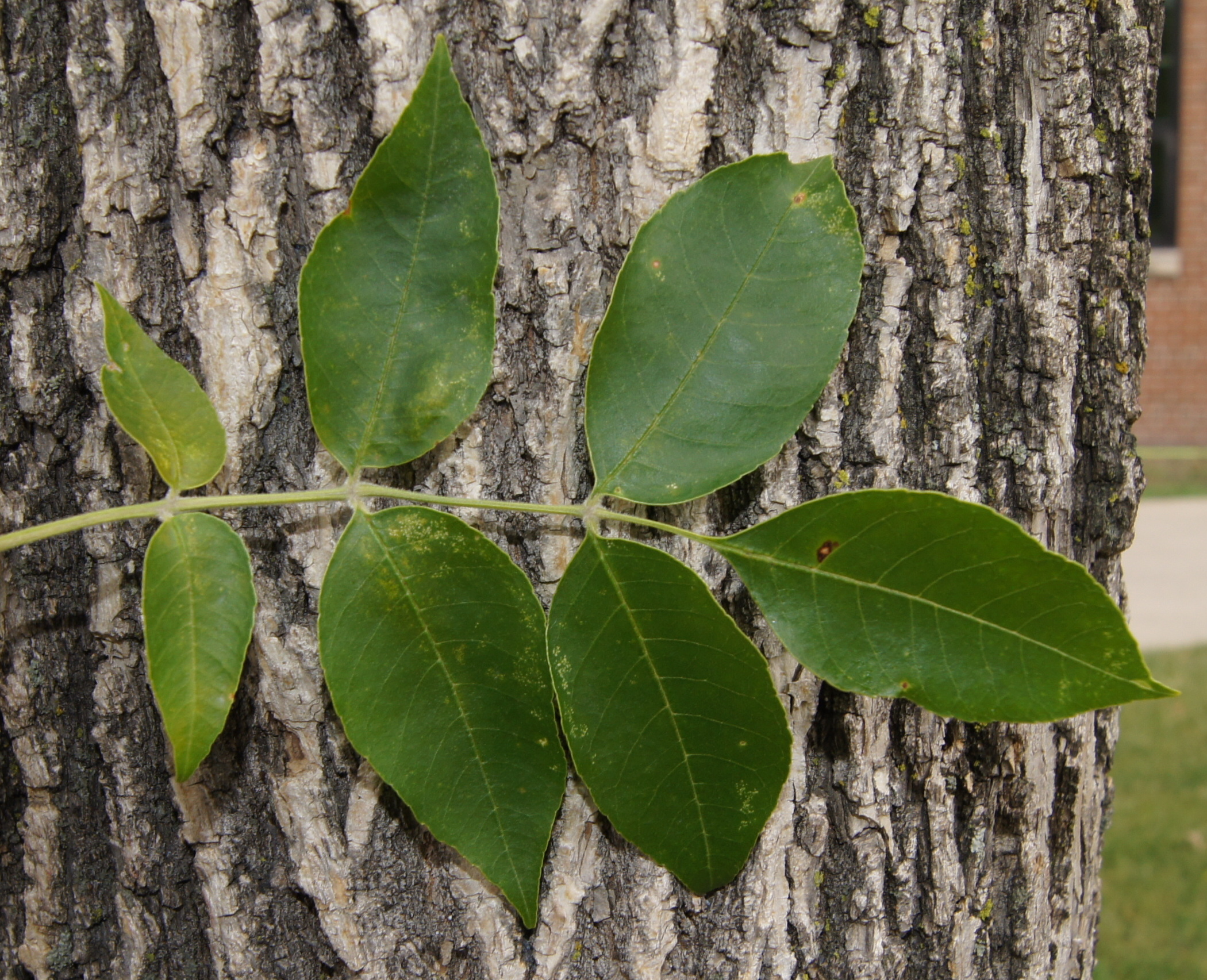 Emerald ash borer (EAB) is an insect from Asia that attacks and kills ash trees, such as our native green ash and black ash. (NDSU photo)