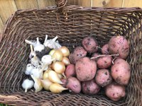 Onions, garlic and potatoes should be stored in cool and dry conditions. (NDSU photo)