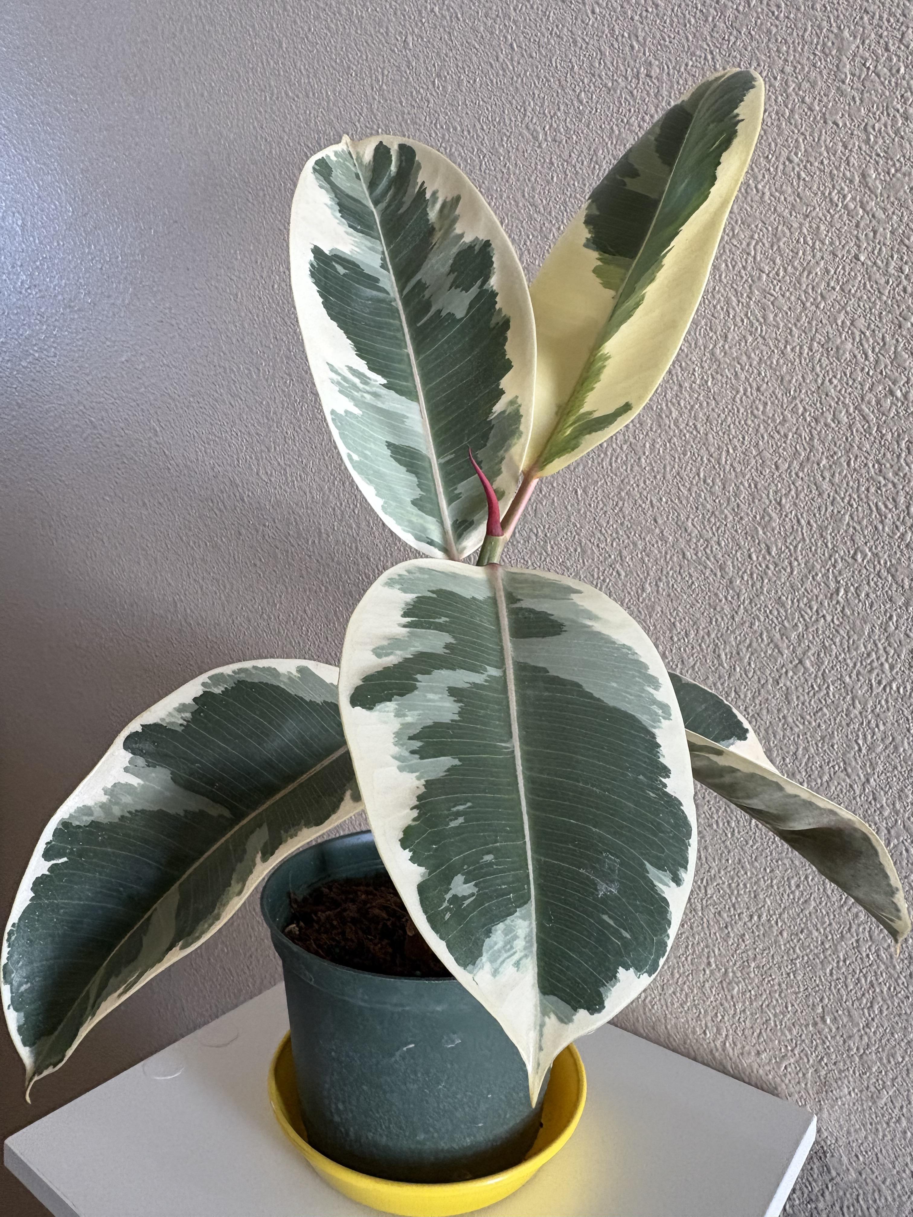 To care for your ficus in the winter, add a room humidifier, keep your ficus away from drafts and don’t over-water. (NDSU photo)