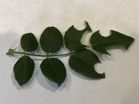 Leaf cutter bee damage resembles a hole punch. (NDSU photo)