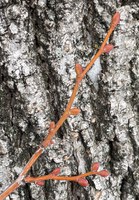 The buds of a littleleaf linden tree are shaped like lopsided eggs. The technical term for the shape is inequilaterally ovoid. (NDSU photo)