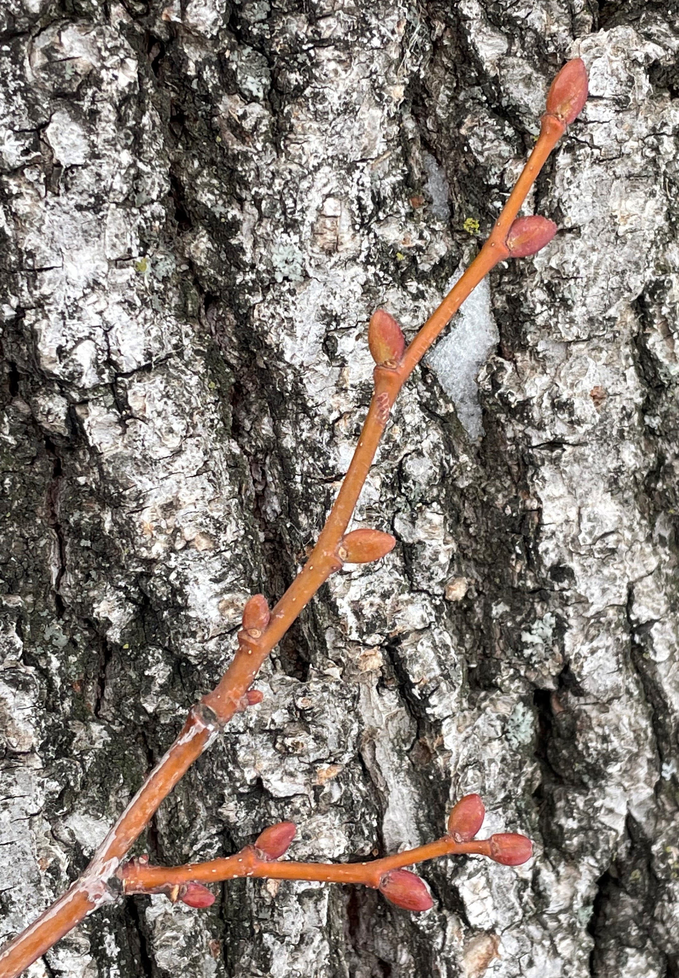 The buds of a littleleaf linden tree are shaped like lopsided eggs. The technical term for the shape is inequilaterally ovoid. (NDSU photo)