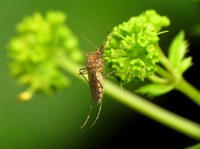 North Dakota is home to over 40 species of mosquito, including the ever-popular inland floodwater mosquito. (Flickr photo by Katja Schulz)