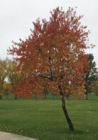 Pin cherry, a tree that’s native to North Dakota, showing off its fall colors in a Grand Forks park. (NDSU photo)