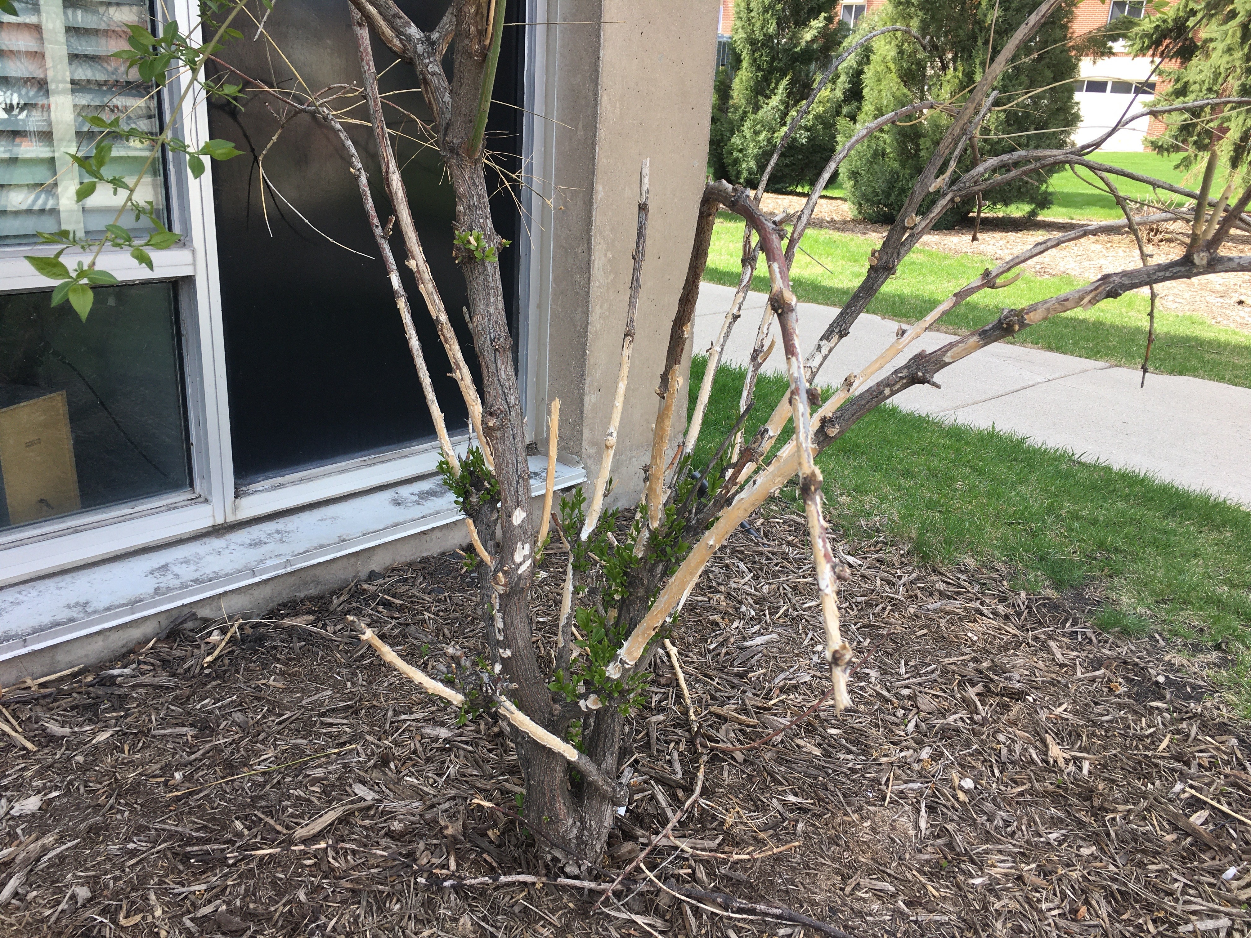 This euonymus shrub was nearly destroyed by cottontail rabbits in winter 2019-2020. Only one stem survived. (NDSU photo)