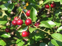 The Evans Bali sour cherry tree is tough enough to withstand our harsh North Dakota conditions. (NDSU photo)