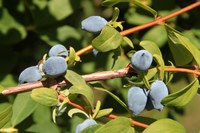 This haskap variety, Solo, has been one of the most productive varieties grown in recent trials at NDSU. (Photo courtesy of Proven Winners.)