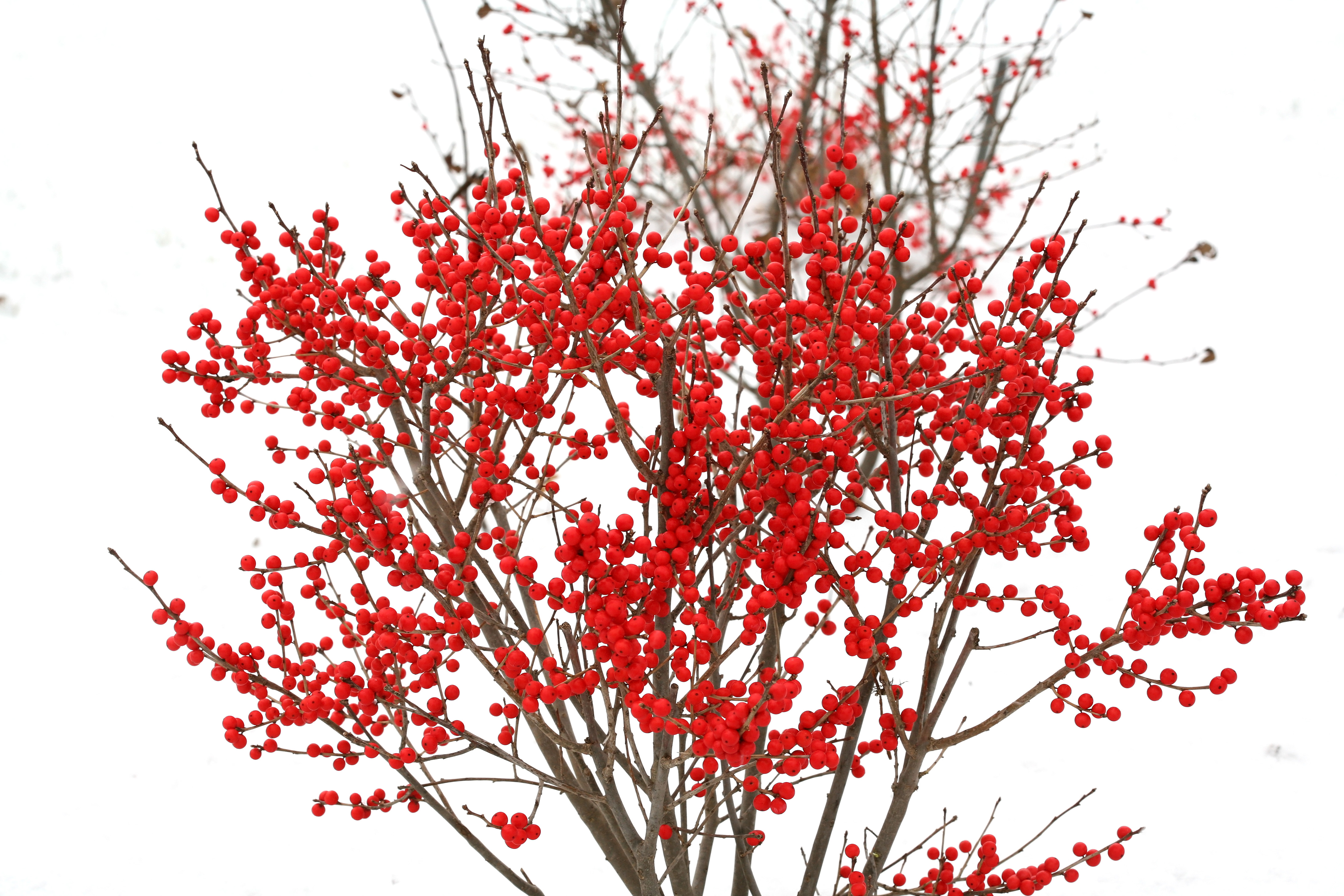 Berry Poppins winterberry is dazzling in winter landscapes. (Photo courtesy of Proven Winners.)