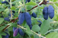 Haskaps are delicious and easy to grow. (Flickr photo by: karen_hine)
