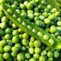 Sugar Ann, Oregon Giant and Snak Hero are just a few of the varieties of peas suitable for growing in North Dakota. (Flickr photo by Dave Gunn.)