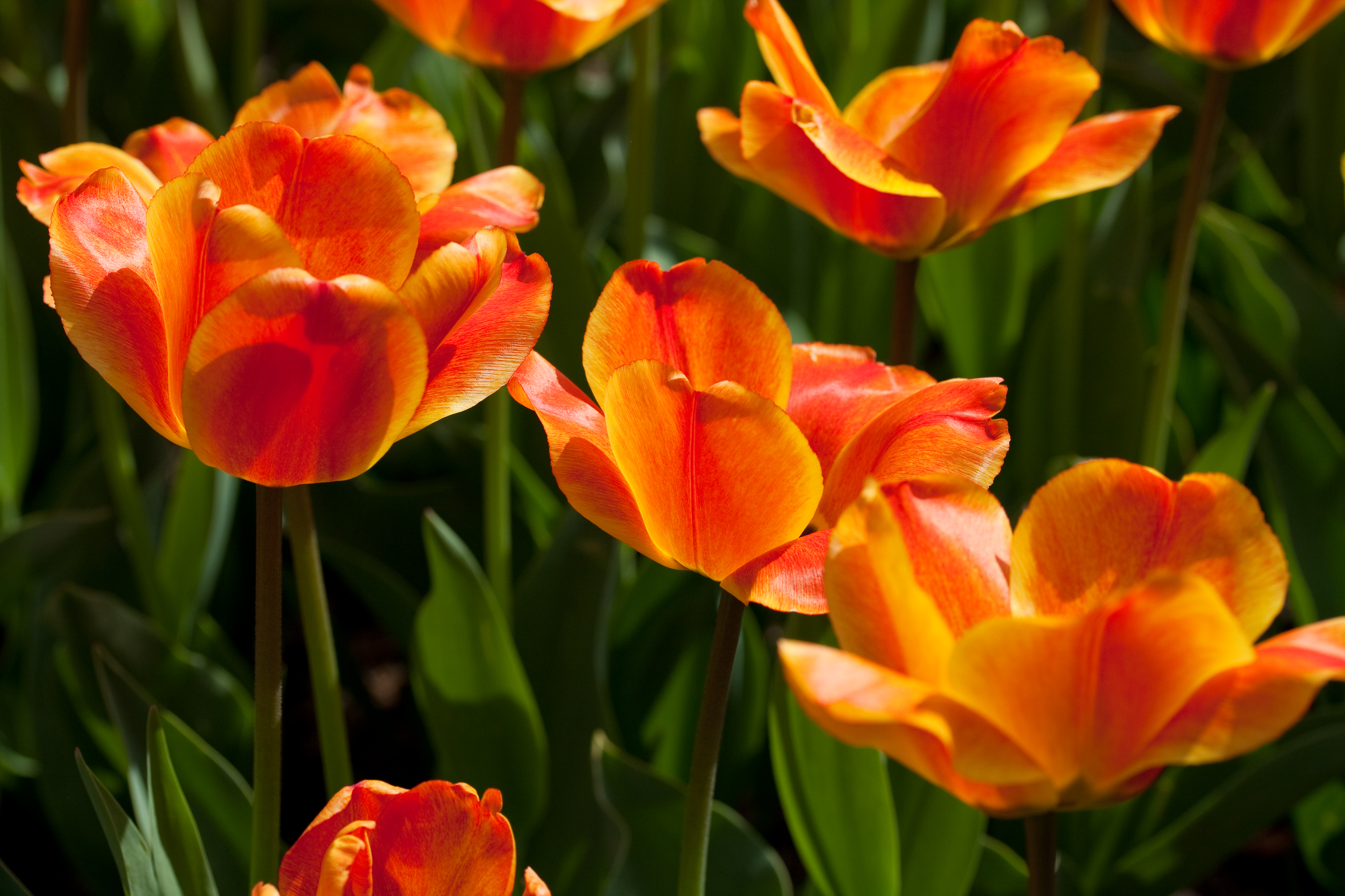 The Apeldoorn series of Darwin hybrid tulips are popular for their amazing palette of colors. (Flickr photo by Angelskiss31)