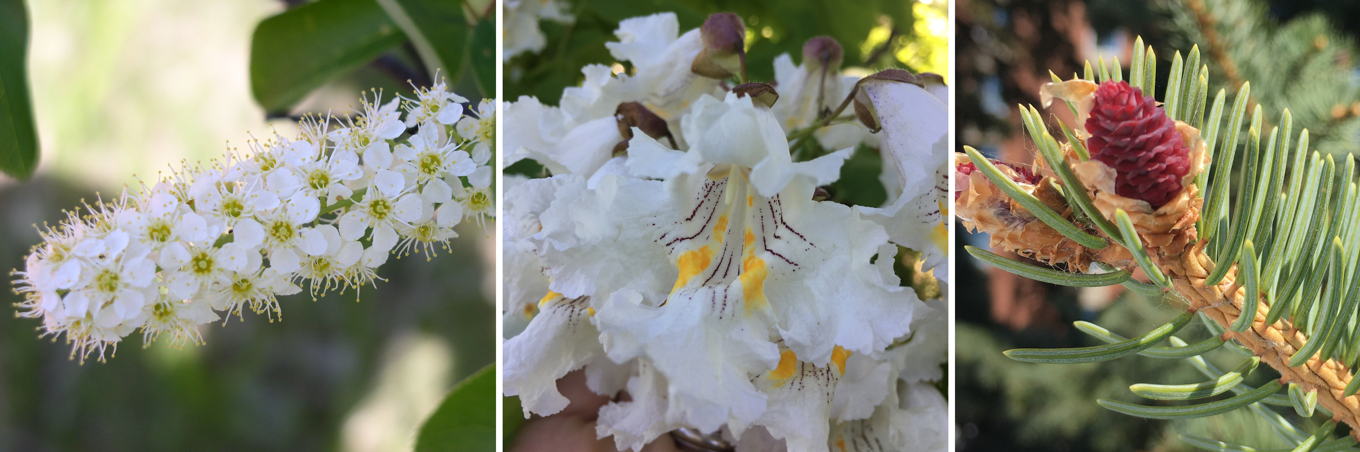Tree reproduction is in full swing (left to right): chokecherry, northern catalpa and Meyer spruce. (NDSU photo)