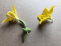 Cucumber plants produce separate female flowers (left) and male flowers (right). (NDSU photo)