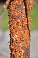 The bark of a young bur oak tree was shredded by woodpeckers searching for insect larvae.  The tree suffered substantial dieback because of this damage. (NDSU photo)