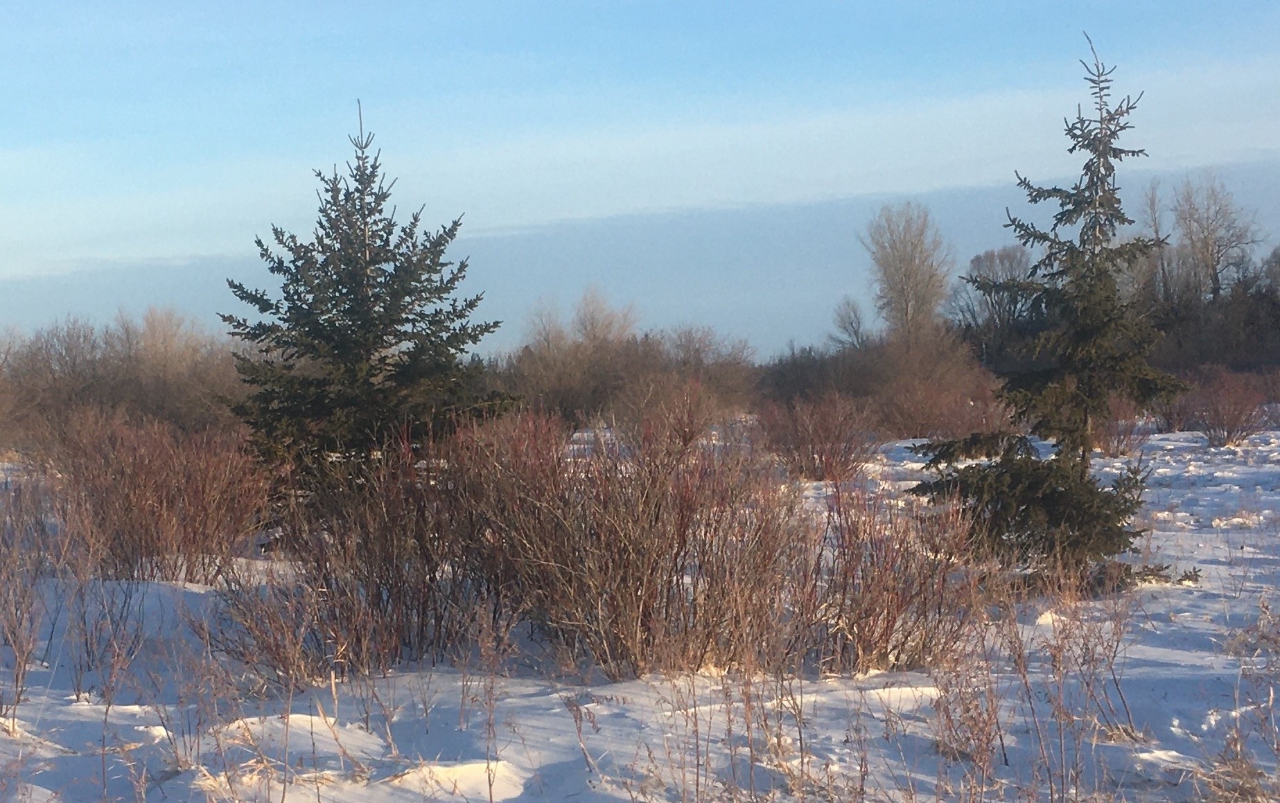 The subtle colors of winter, including evergreens and some redosier dogwood, can be fascinating. (NDSU photo)