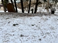 Evergreen trees can be seen as symbols of renewal and rebirth. (NDSU photo)