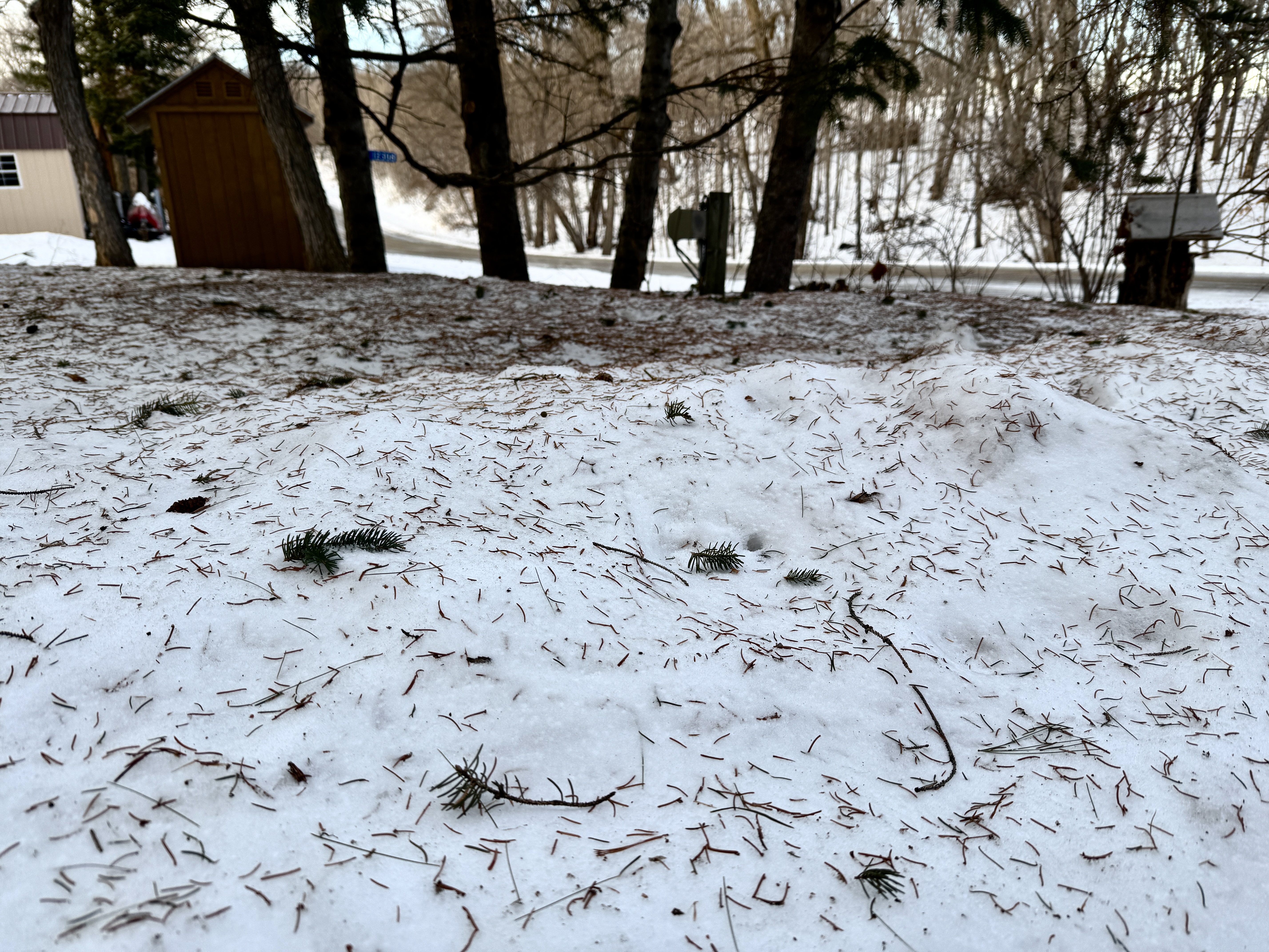 Evergreen trees can be seen as symbols of renewal and rebirth. (NDSU photo)