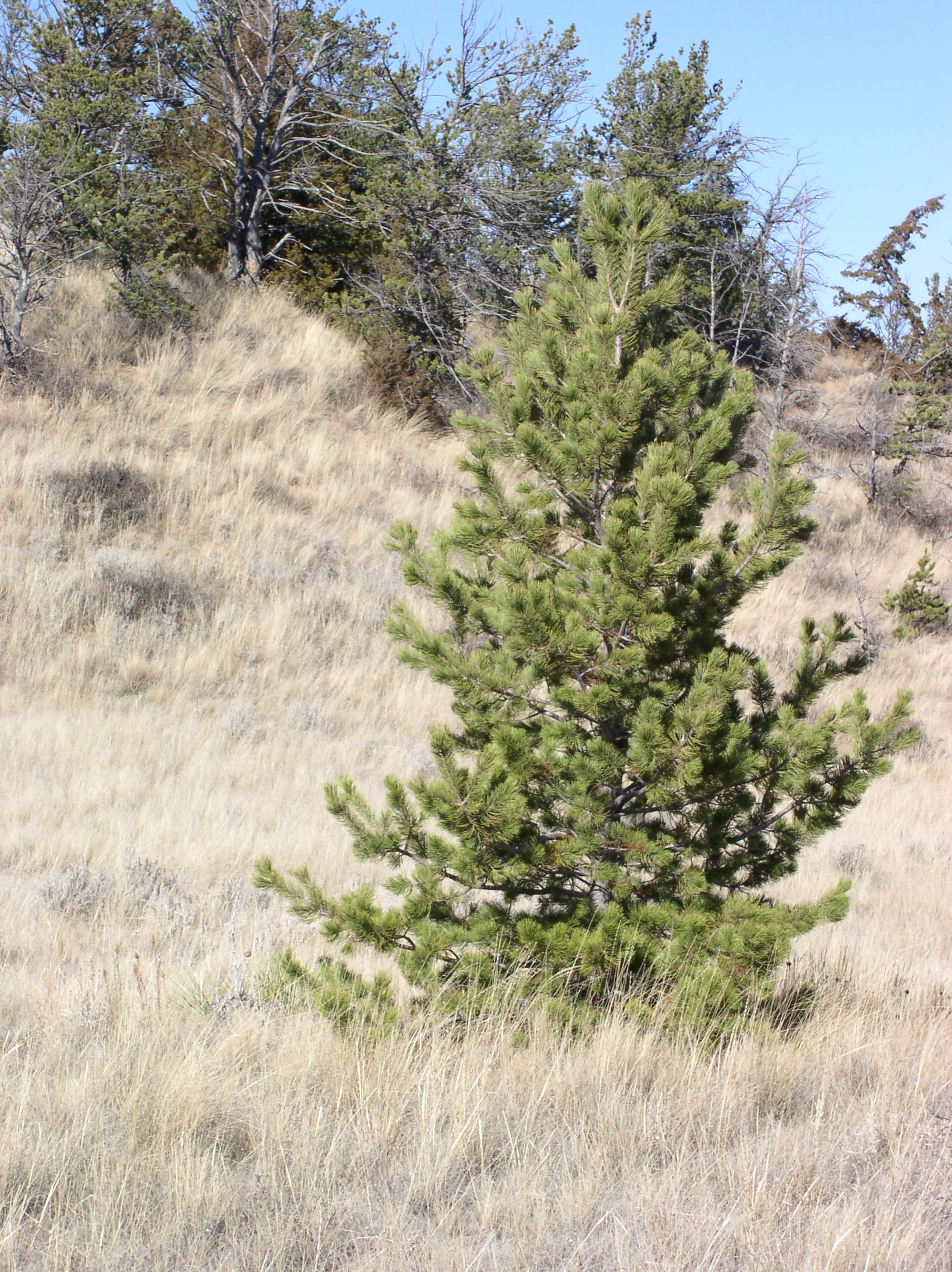 This lone limber pine tree is in North Dakota's Slope County. (NDSU photo)