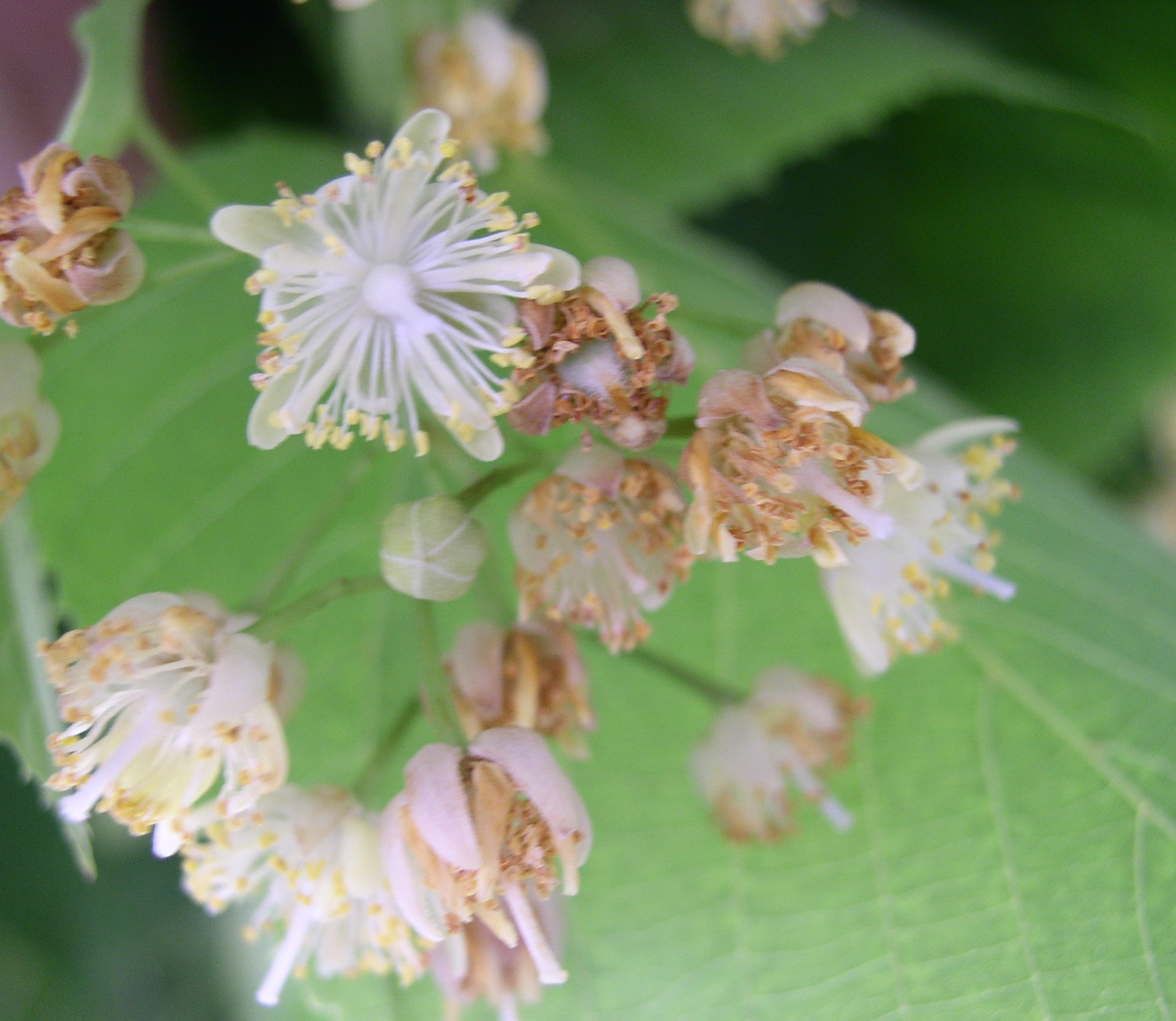 Honeybees harvest nectar from American linden flowers, giving the resulting honey a slightly minty flavor. (NDSU photo)