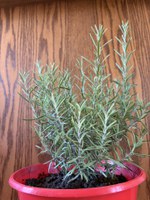 Rosemary has a pleasant taste, scent and appearance. (NDSU photo)