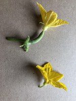 Cucumbers have female and male flowers. (NDSU photo)