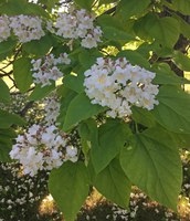 Northern catalpa flower clusters are one of the joys of spring. (NDSU photo)