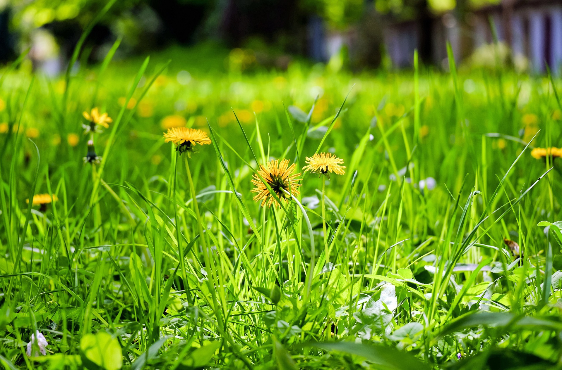 While No Mow May results in blooming dandelions, recent research has shown that dandelions are fairly poor nutrition sources for many pollinator species. (Pixabay photo)