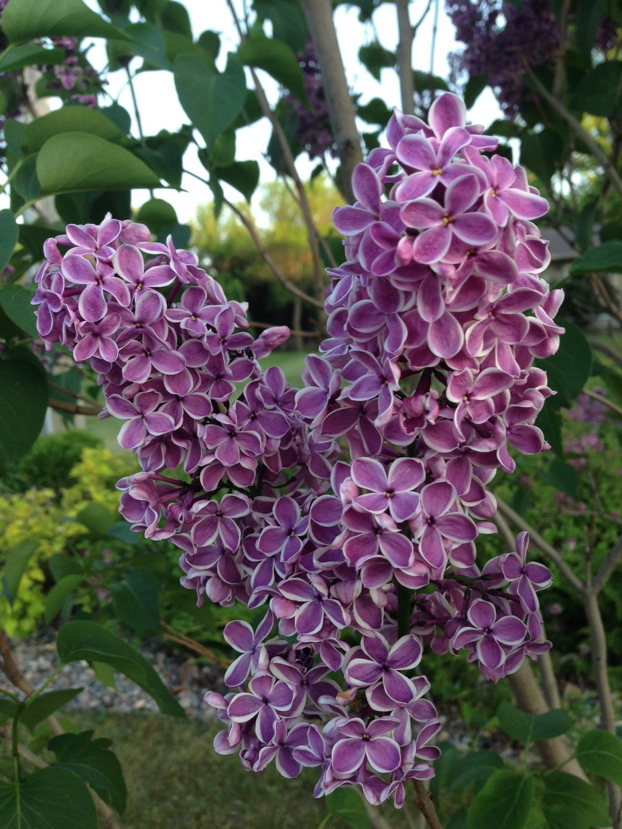 Lilacs are spring-blooming shrubs that produce their flower buds in late summer or early fall in the year preceding the bloom. (NDSU photo)