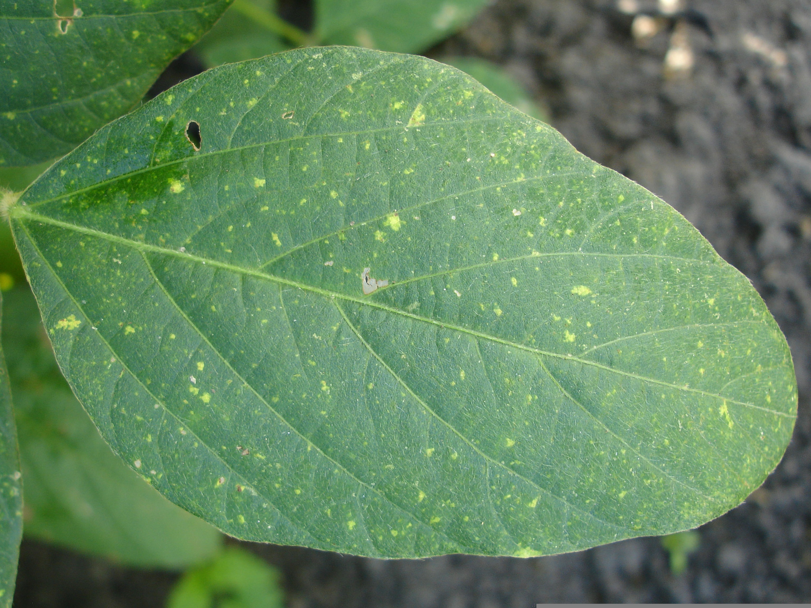 Treatment for powdery mildew is the same as it has been for decades. (Pixabay photo)
