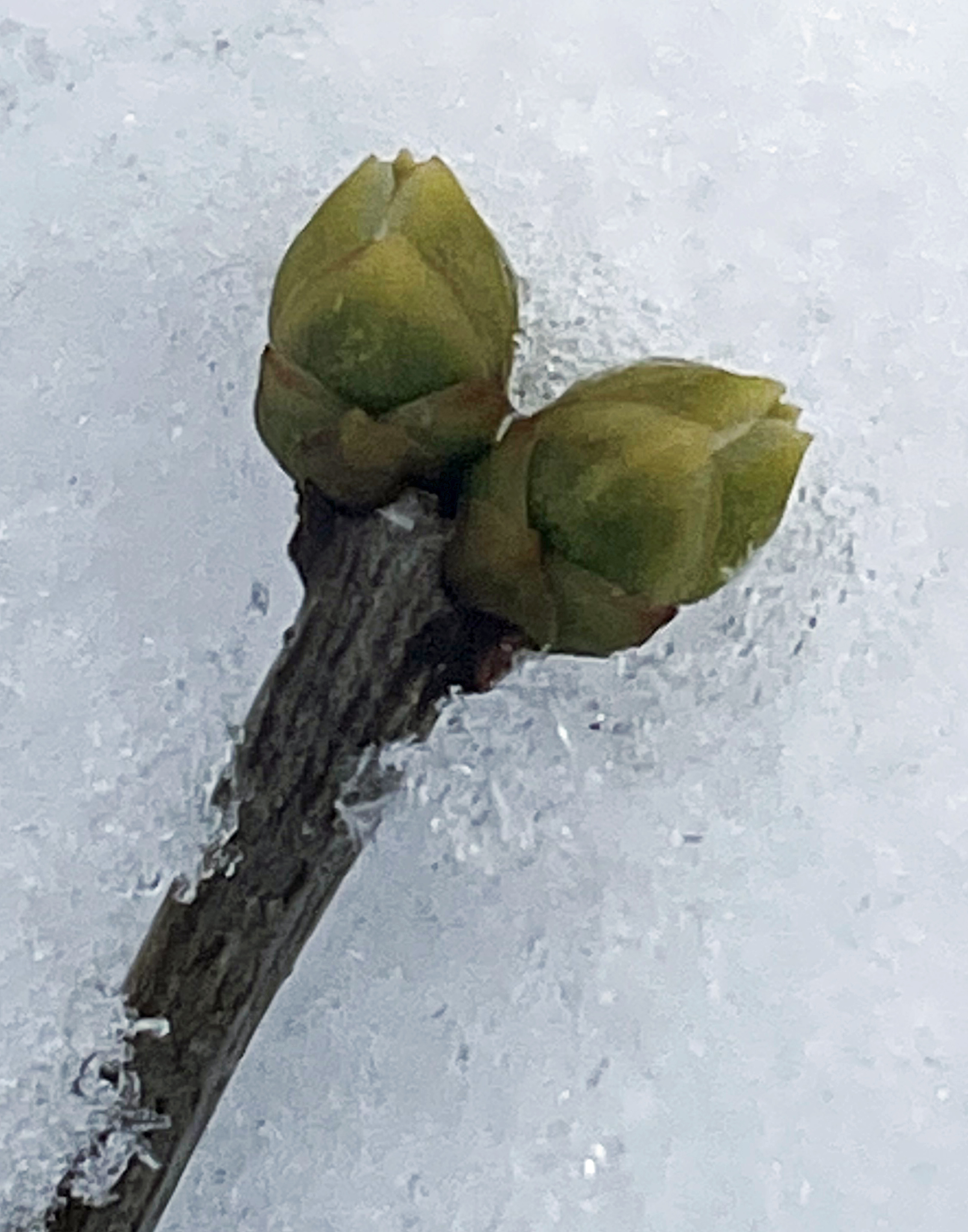 It is hard to predict whether these bright green buds on a common lilac in January will survive the winter. (NDSU photo)