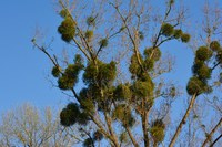 European mistletoe is a semi-parasitic plant that grows on trees and is most apparent in winter. (Photo by Conger Design, CC0, via Wikimedia Commons)